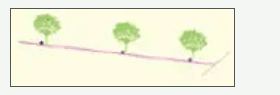 Single Lateral · Single Dripper / Plant