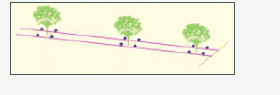 Double Laterals · Double Drippers / Plant