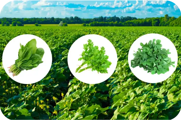 Leafy Vegetables
