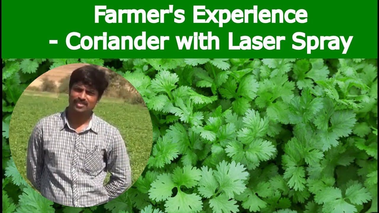 Coriander Cultivation with Rain Pipe / Rain Hose (Laser Spray)