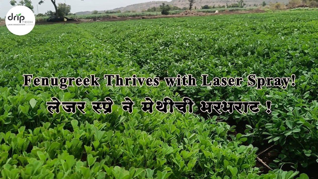 Fenugreek Cultivation with Rain Pipe | Driptech