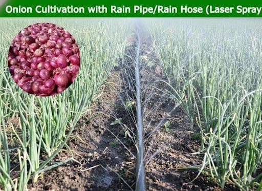 Best Irrigation for Onion Cultivation | Rain Pipe Guide