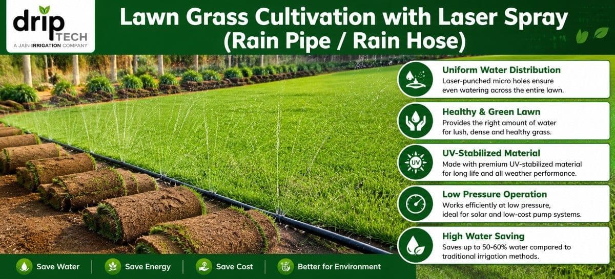 Lawn grass cultivation with Rain Pipe irrigation