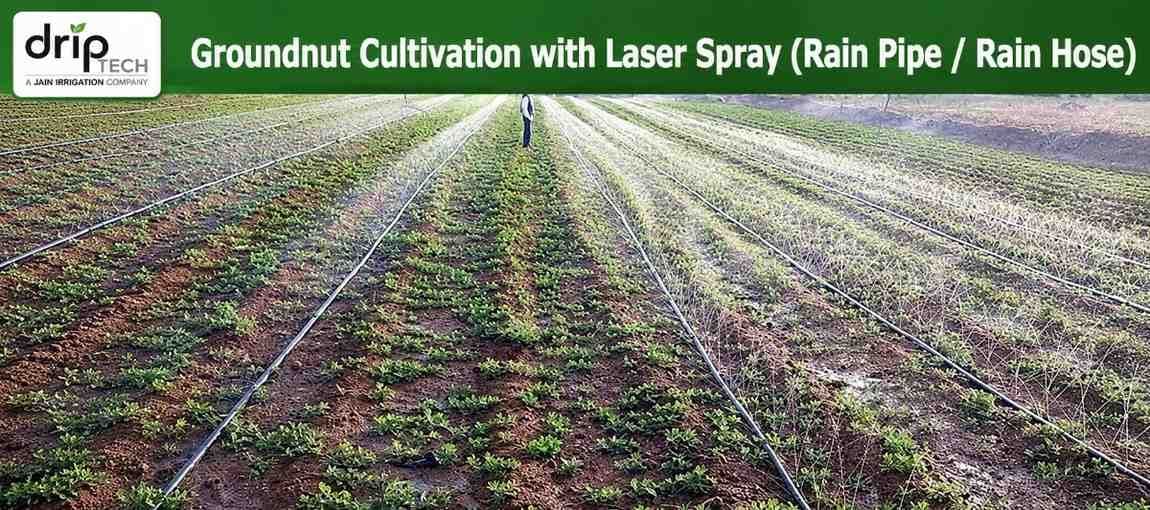 Rain Pipe and Rain Hose irrigation system for groundnut cultivation