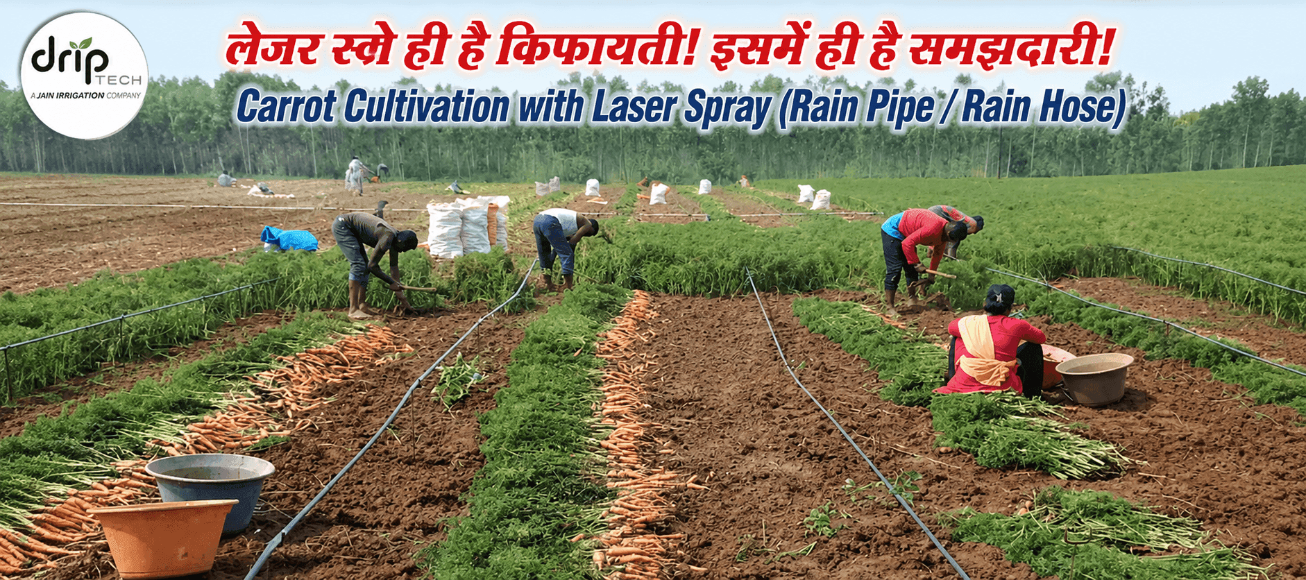 Rain Pipe and Rain Hose irrigation system for carrot cultivation