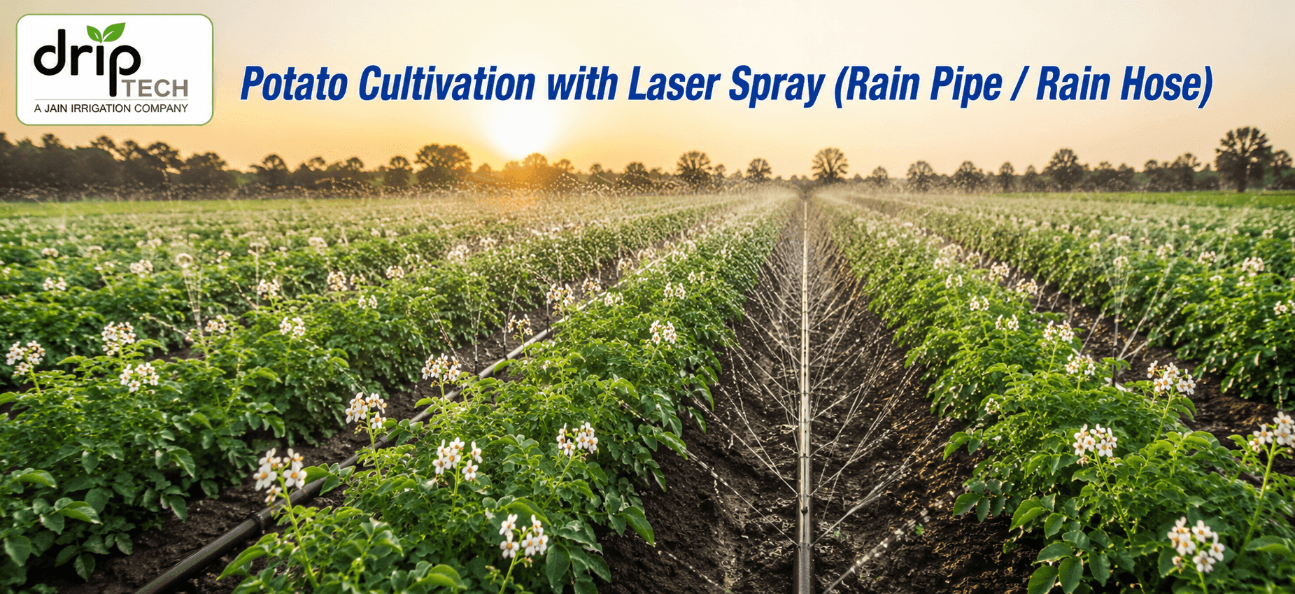 Rain Pipe and Rain Hose irrigation system for potato cultivation