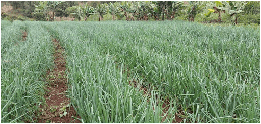 Laser Spray Rain Pipe Rain Hose irrigation system for close-spacing short-height vegetable crops.